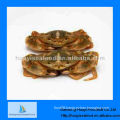 sea iqf mud crab supplier